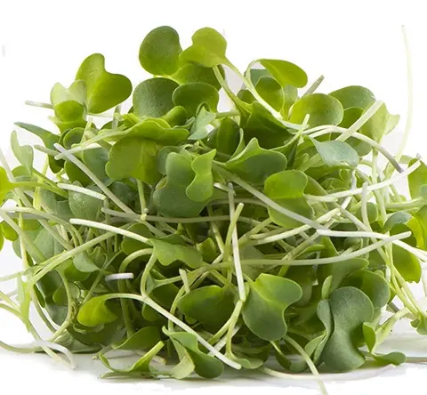 Brócolos