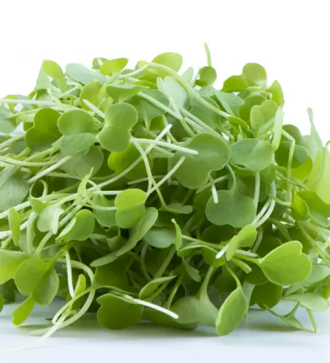 Kale