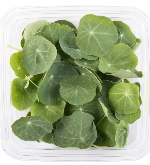 Folhas de Nasturtium