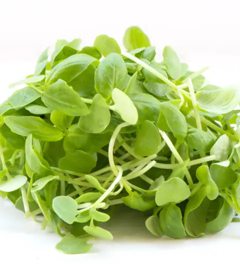 Manjericão Verde