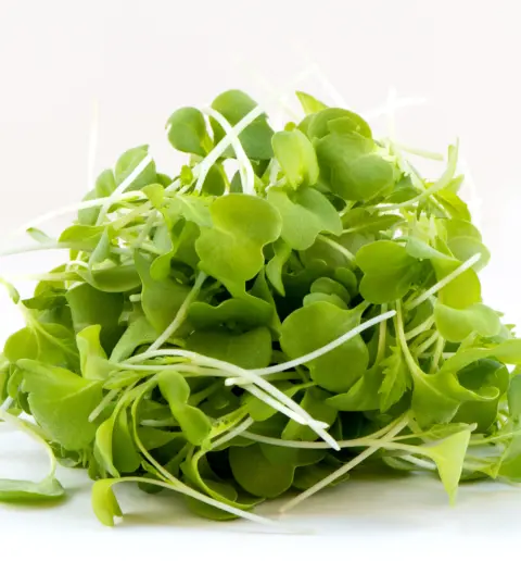 mizuna verde microgreen green harvest