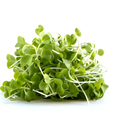 Pak Choi