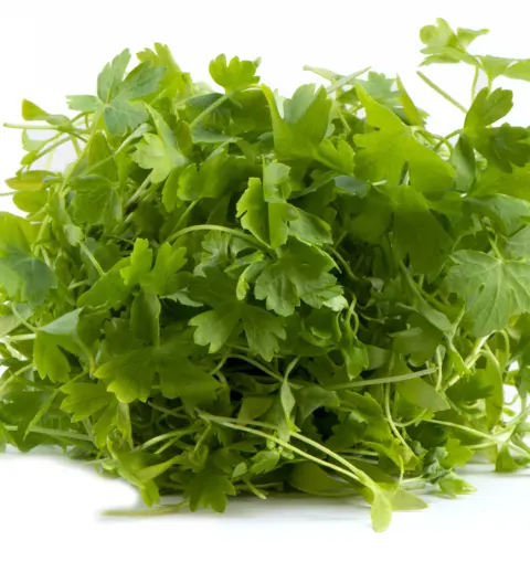 Salsa