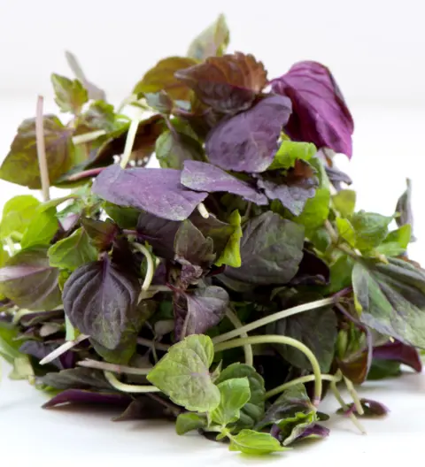 Shiso Vermelho