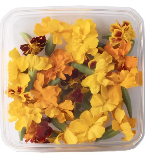 Tagetes