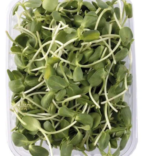 Rebentos de Girassol